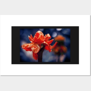 Exotic Flower Etlingera Elatior Posters and Art